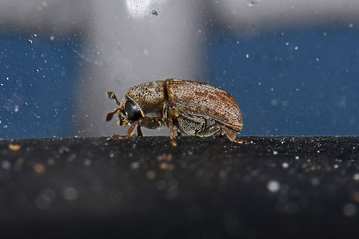 Curculionidae Scolytinae: Hylesinus varius